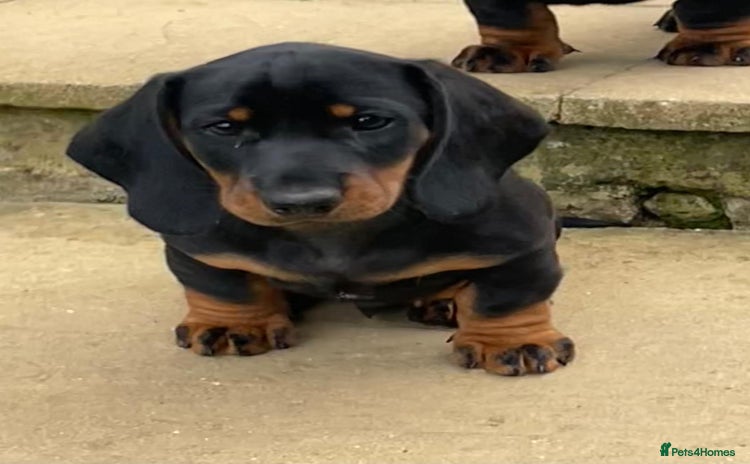 Dachshund dogs - Advert 5