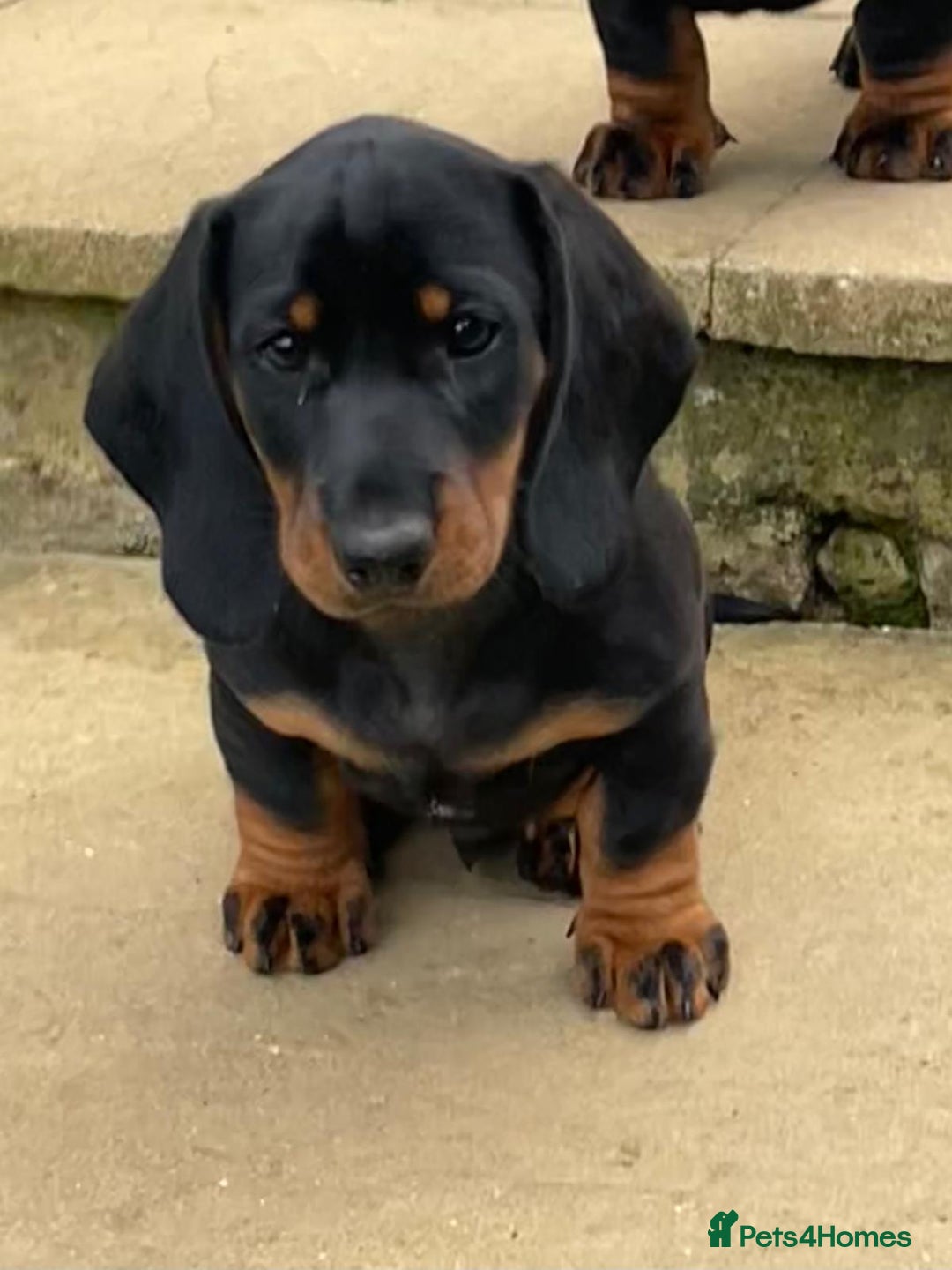 Dachshund dogs for sale: Standard Black & Tan dachshund (boy) - Image 1