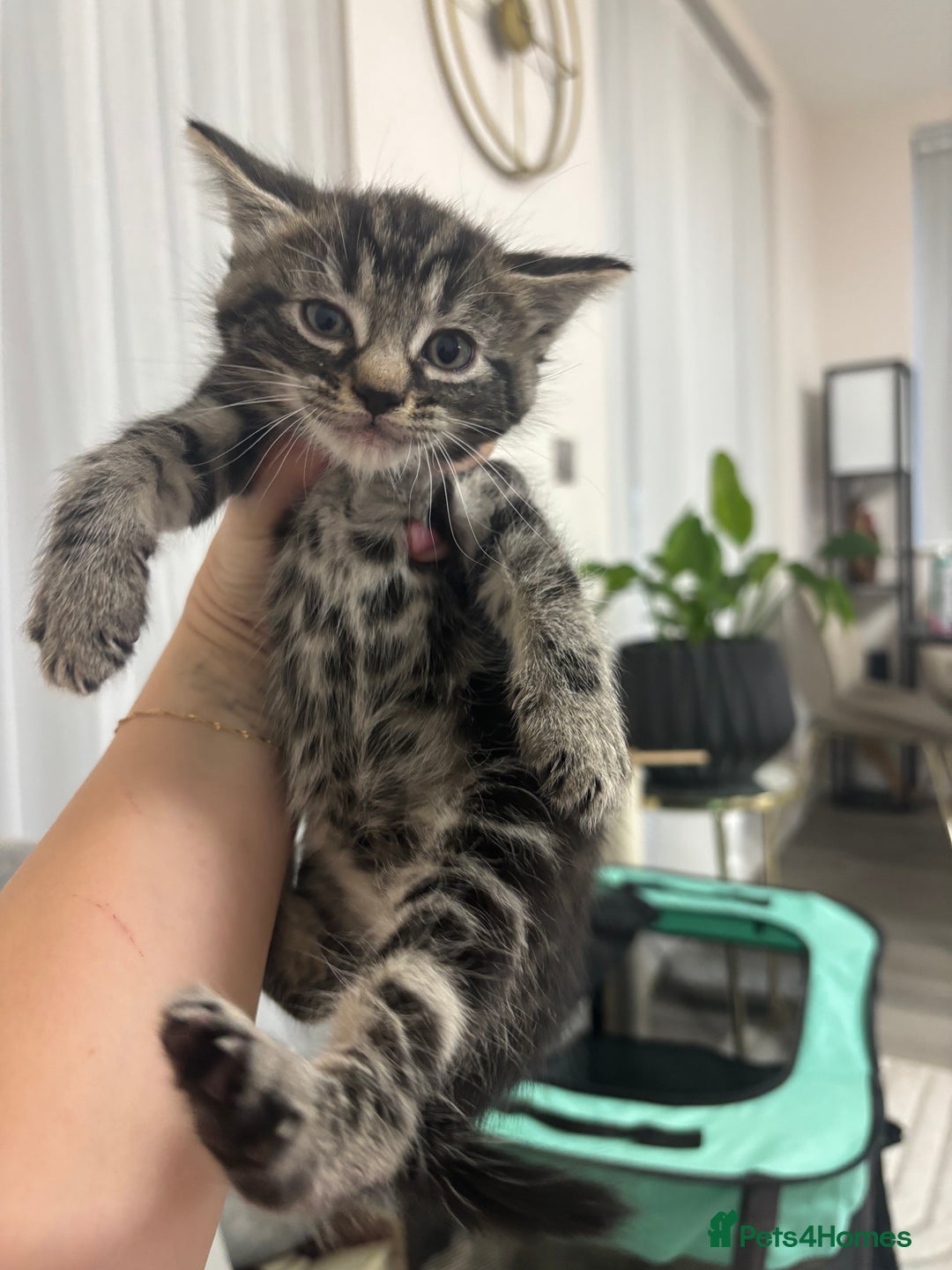 Siamese cats for sale: Beautiful Fluffy Siamese-Tabby Mix Kittens  - Image 13