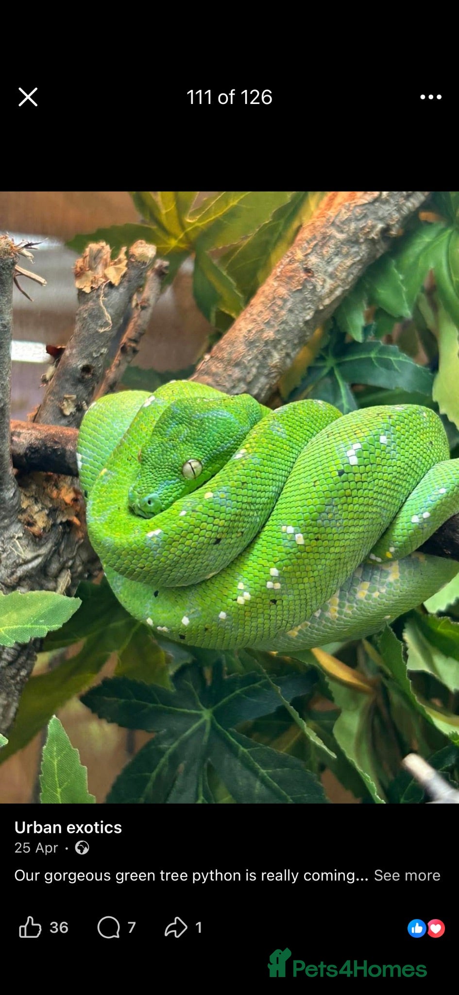 Python Snake reptiles Green tree python  - Advert 1