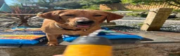 Labrador Retriever dogs for sale: READY NOW one gorgeous girl left!  - Advert 33