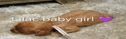 Cavalier King Charles Spaniel dogs for sale: DNA TESTED CAVALIER KING CHARLES  - Advert 27