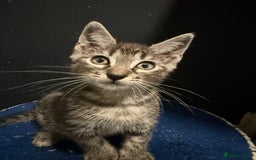 Mixed Breed cats for sale: 5 beautiful European short hair calico tabby’s  - Image 1