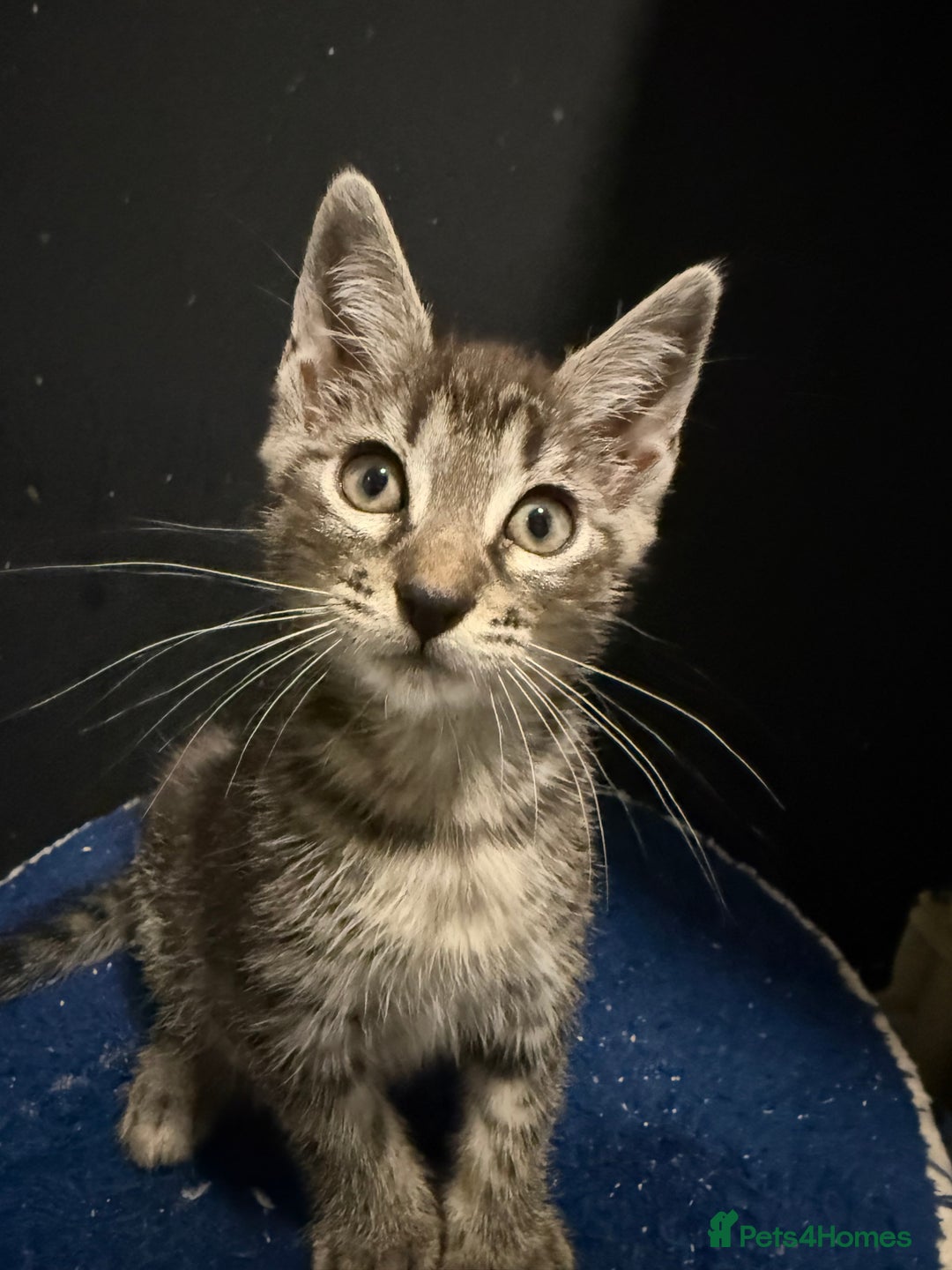 Mixed Breed cats for sale: 5 beautiful European short hair calico tabby’s  - Image 1