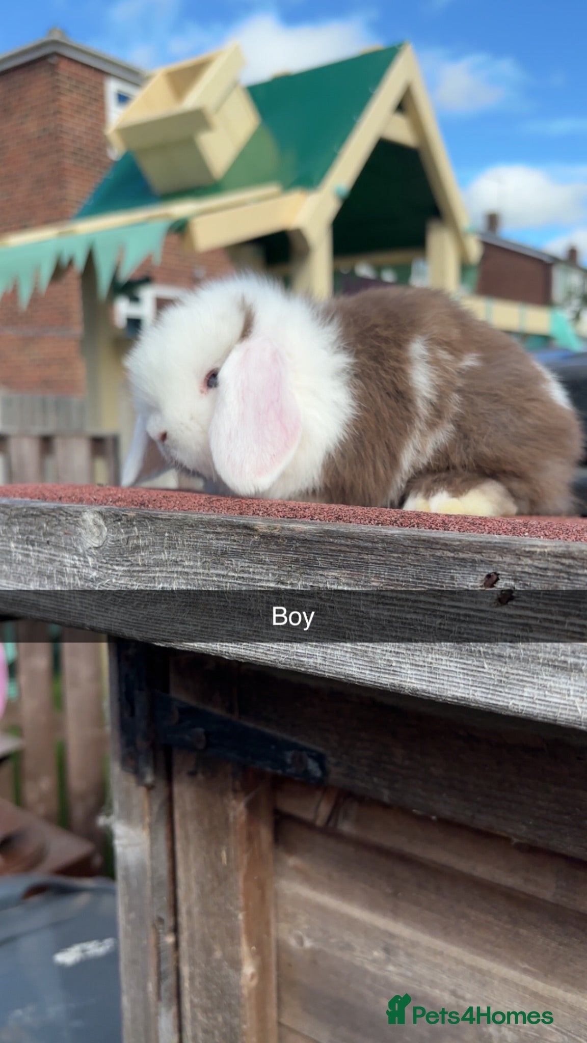 Mini Lop rabbits Mini Lop rabbits available to reserve  - Advert 1