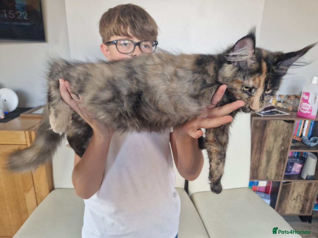 Maine Coon cats for sale: 🌟Ready now🌟 3 large Maine coons active available - Image 5