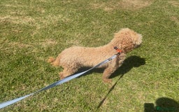 Cockapoo dogs for sale: F2 red Cockapoo puppies  - Image 12