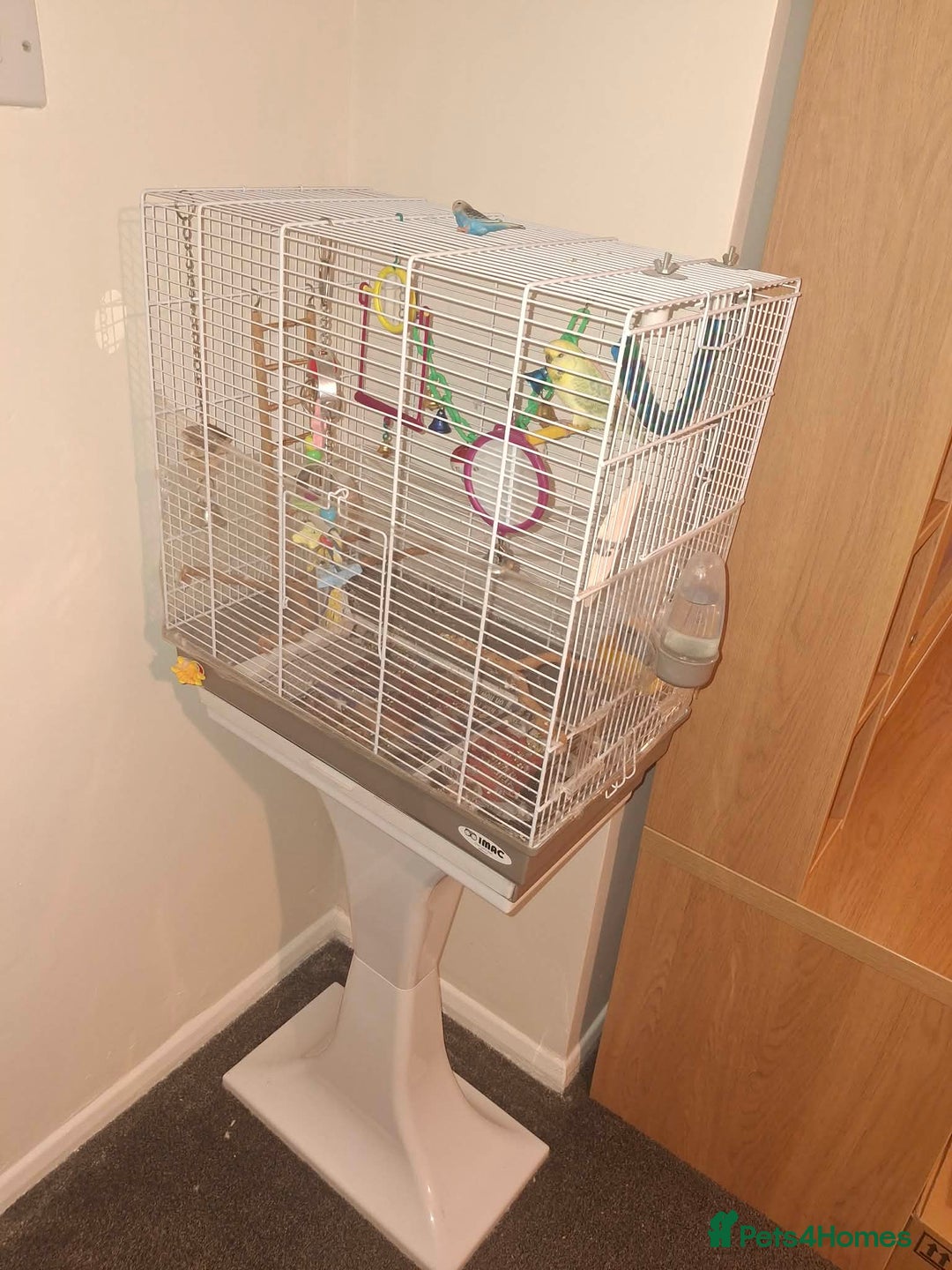 Budgerigars birds for sale: Male budgie with cage and stand  - Advert 5