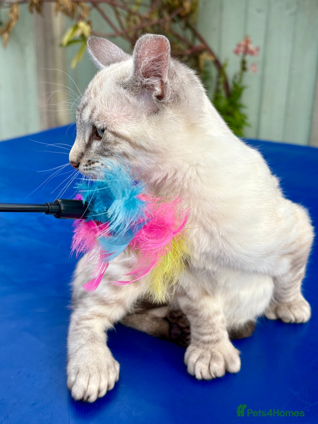 Keetso cats for sale: Gorgeous keetso female  - Image 21