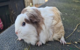 Guinea Pig rodents for sale: Pure sheltie guinea pigs - Image 6