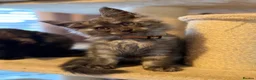 Maine Coon cats for sale: Tica registered black smoked male Maine coon - Advert 25