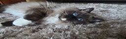 Ragdoll cats for sale: Registered Tica Pedigree Ragdoll Girl - Advert 4