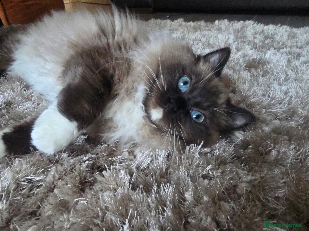 Ragdoll cats for sale: Registered Tica Pedigree Ragdoll Girl - Advert 4