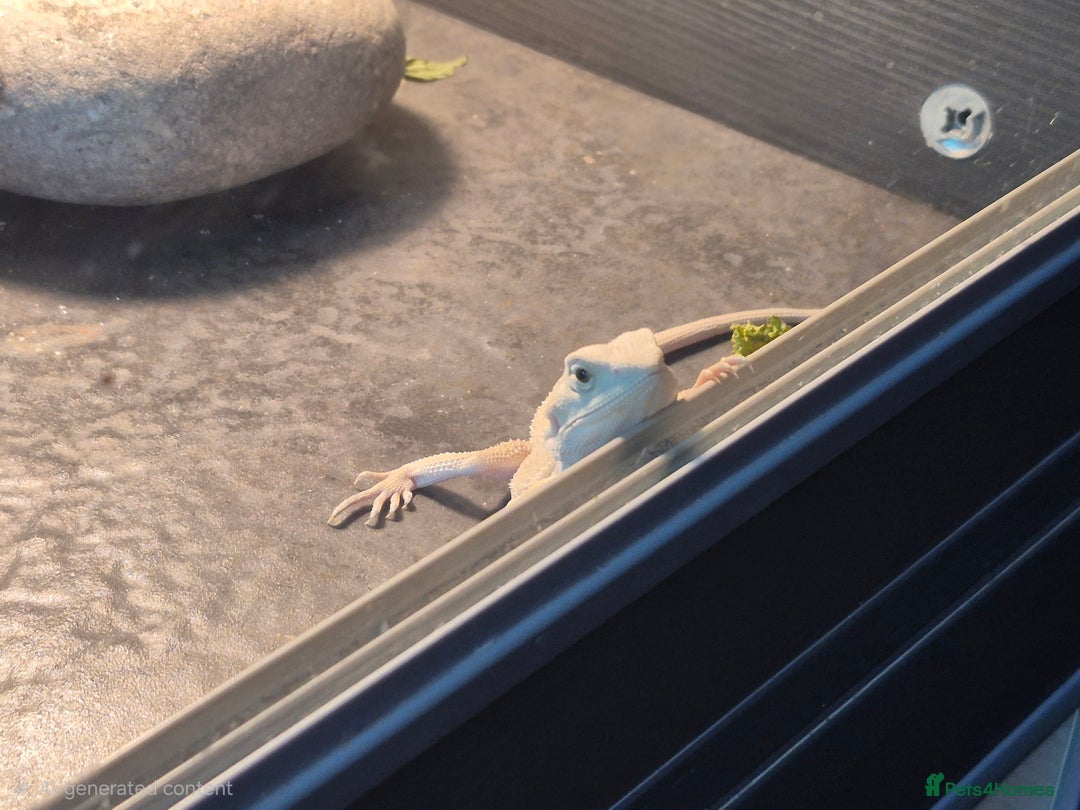 Bearded Dragon reptiles for sale: Bearded dragons  babies  - Advert 14