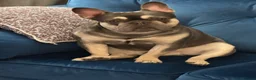 French Bulldog dogs for sale: Male French Bulldog for sale  in Wigan - Advert 5