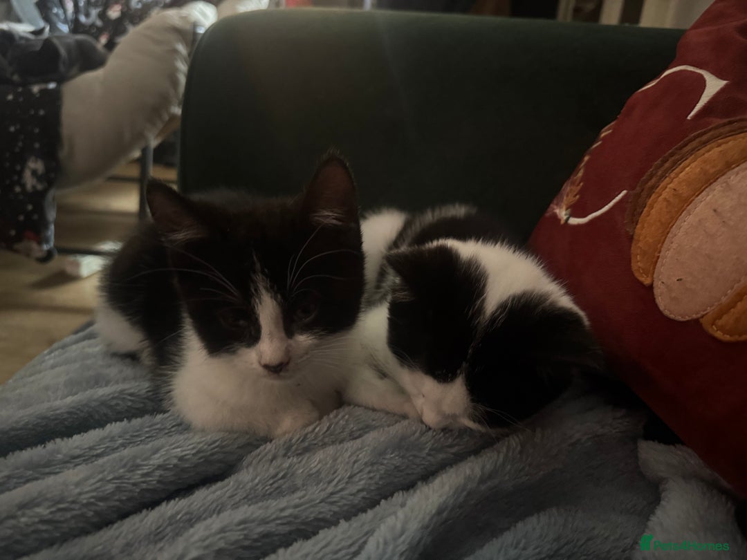 Mixed Breed cats for sale: 3 kittens looking for forever homes  - Image 9