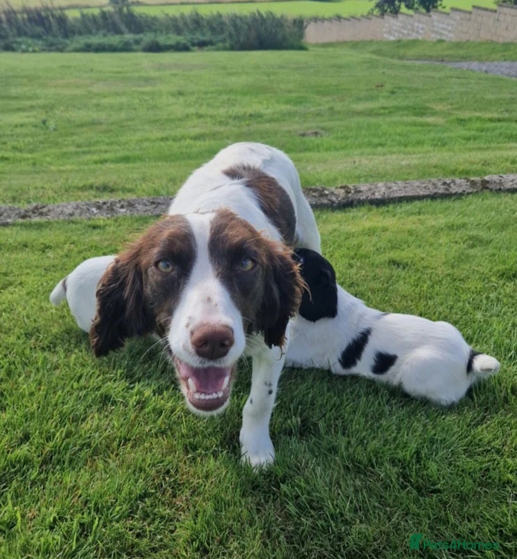 English Springer Spaniel dogs for sale: Photos! 2 Springer Spaniel beautiful pedigree pups - Advert 5