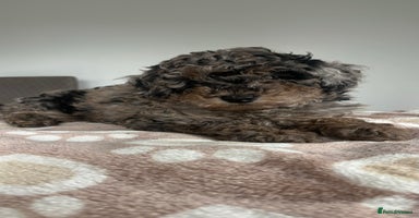 Mixed Breed dogs - Advert 6