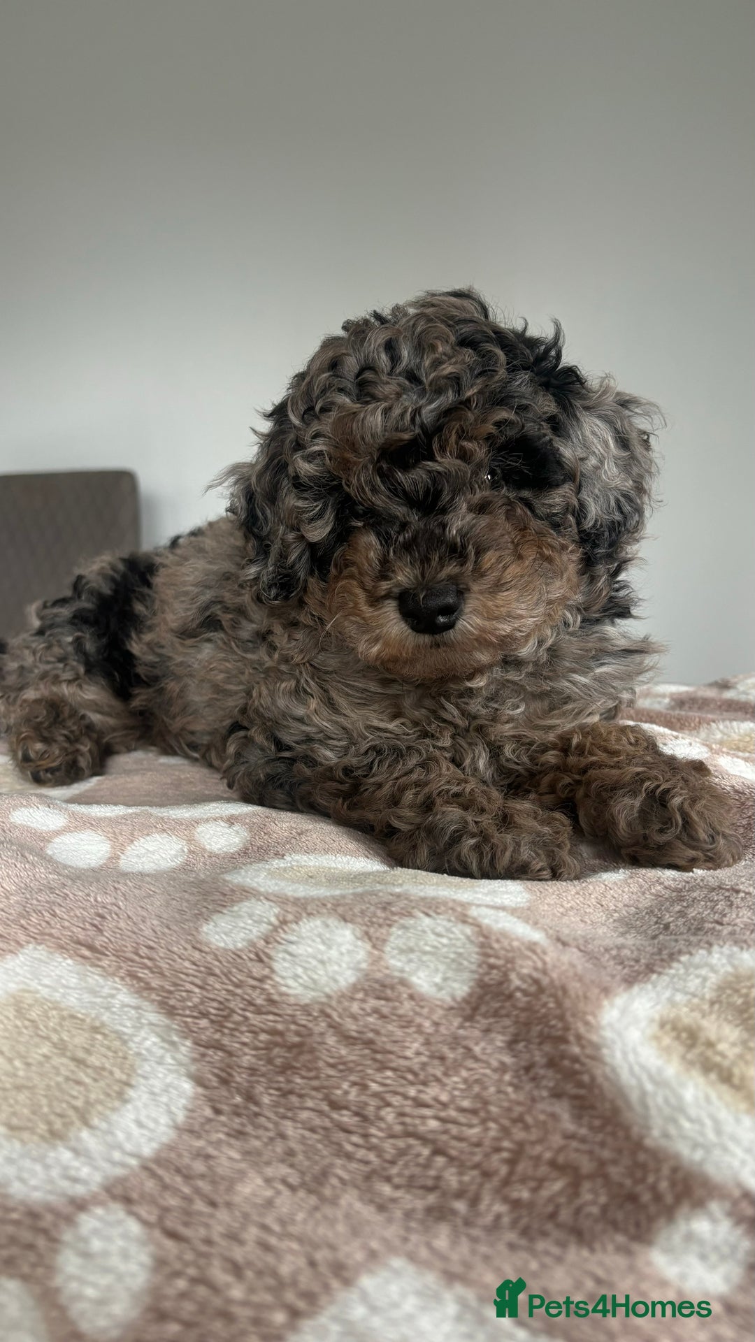Mixed Breed dogs for sale: Miniature Poodles - Image 2