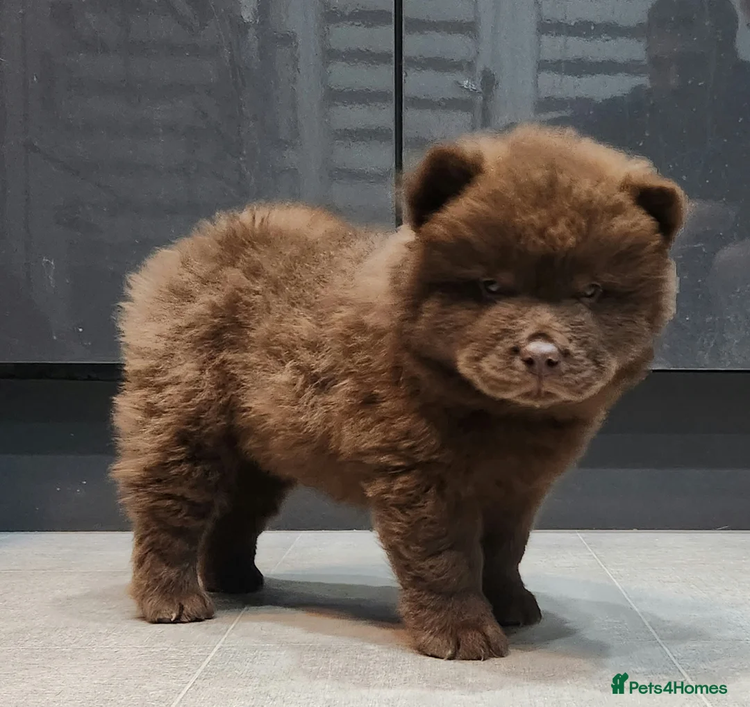 Chow Chow dogs for sale: Chow chow pedigree pups REDUCED!! - Advert 10
