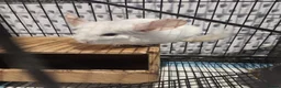 Chinchilla rodents for sale: ❄️Beautiful Pink White Chinchilla with Red Eyes❄️ - Advert 6