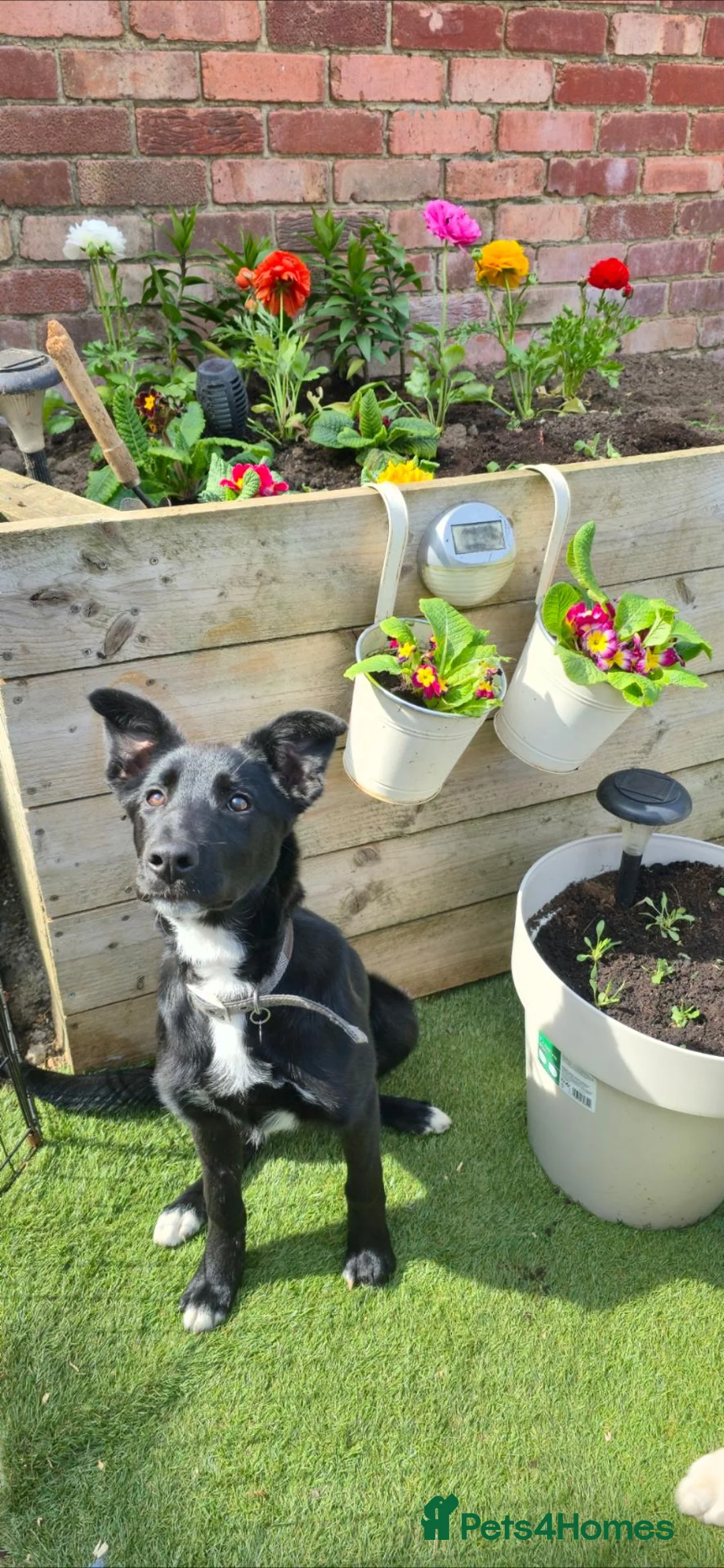 Mixed Breed dogs for sale: Female border collie x Belgian Shepherd  - Advert 2