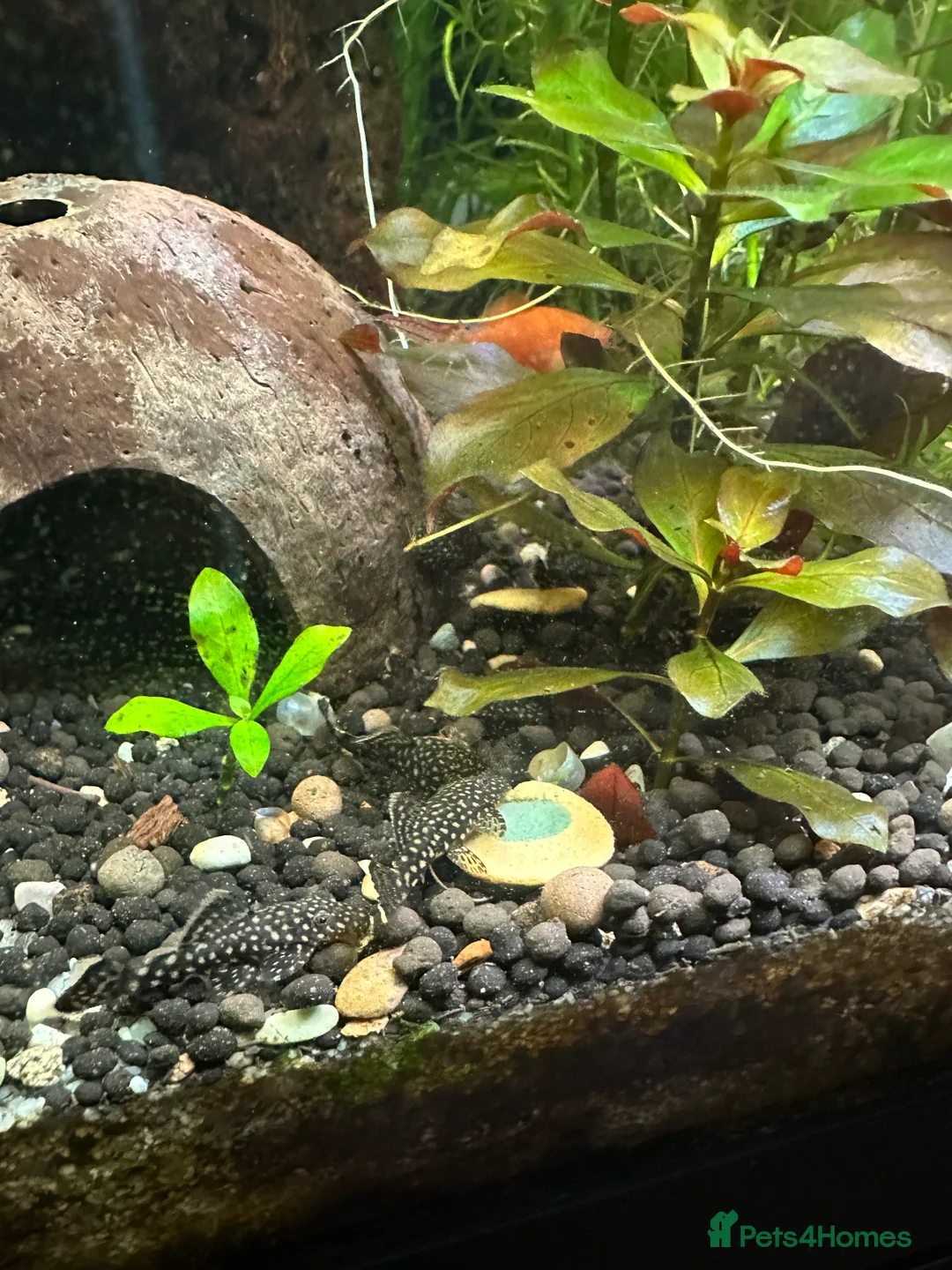 Plecos fish for sale: Juvenile bn plecos - cherry shrimp - swordtails - Advert 15