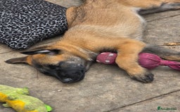 Belgian Shepherd Dog dogs for sale: belguim malinois free training provided - Image 9