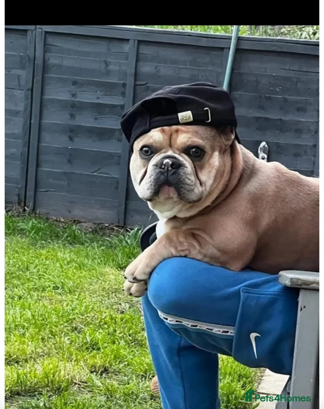 French Bulldog dogs for sale: Puppy frenchies Reduced!! - Advert 2