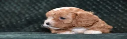 Cavapoo dogs for sale: F1 Toy Cavapoo Puppies Health Tested - Advert 15