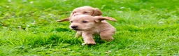 Cocker Spaniel dogs for sale: Gorgeous Golden Working Cocker Spaniels - Advert 12
