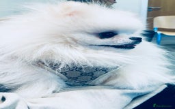 Pomeranian dogs for sale: Stunning Kc-reg boys 🌟🌟🌟🌟🌟 - Image 22
