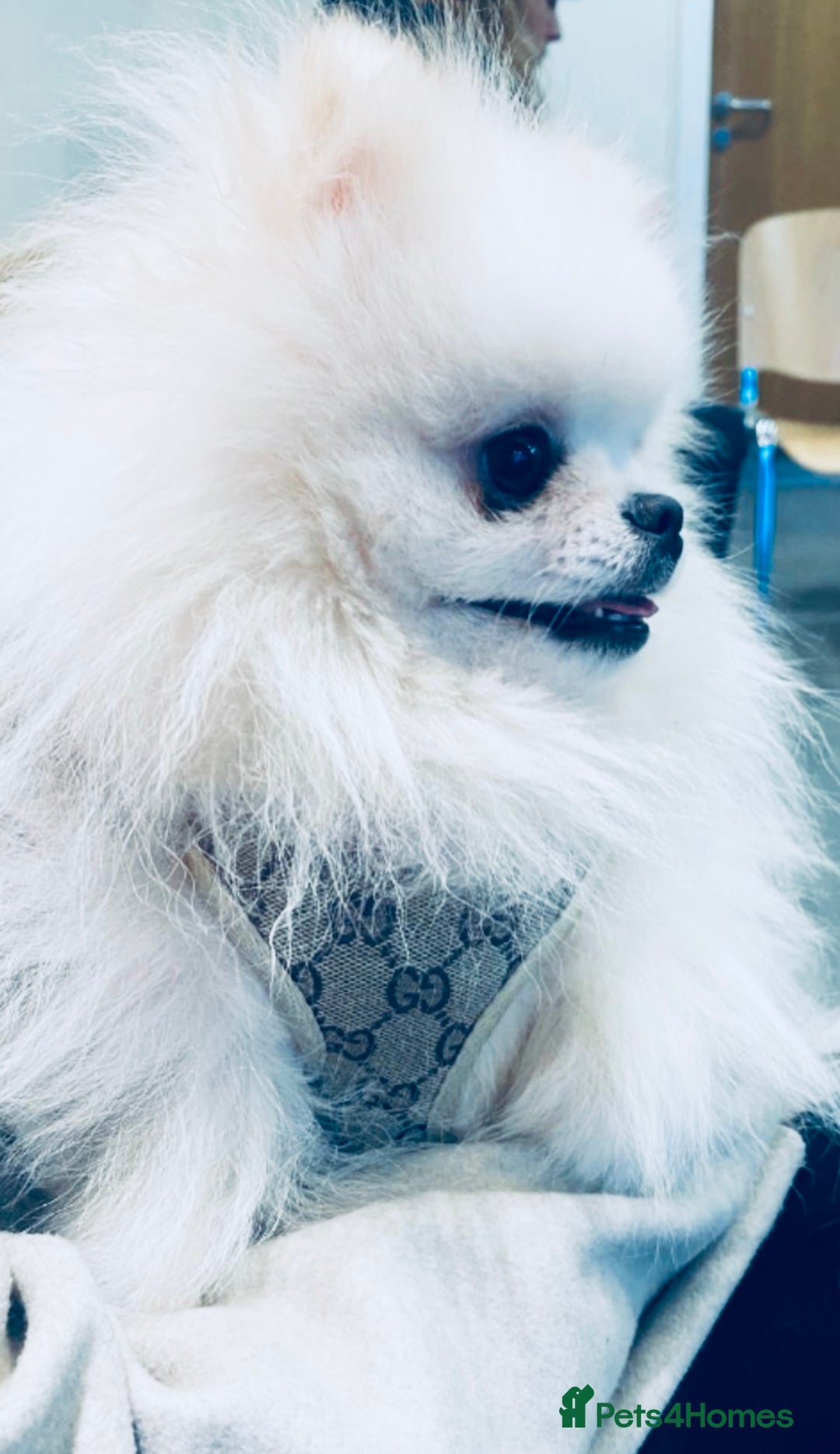 Pomeranian dogs for sale: Stunning Kc-reg boys 🌟🌟🌟🌟🌟 - Image 22