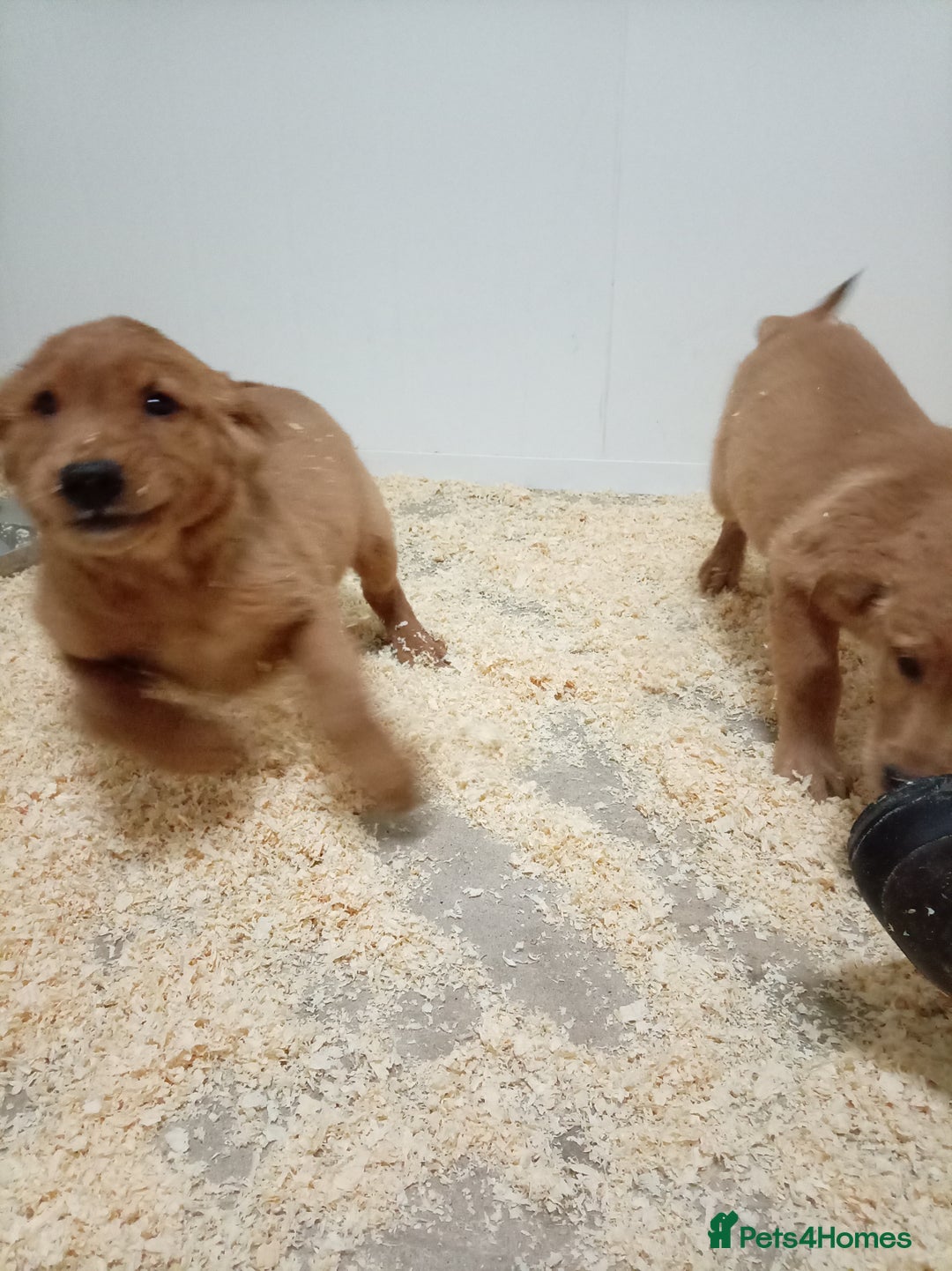 Golden Retriever dogs for sale: Kc registered golden retrievers from working lines - Advert 6