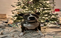 American Bull Staffy dogs for sale: Luka - American Staffordshire terrier  - Image 8