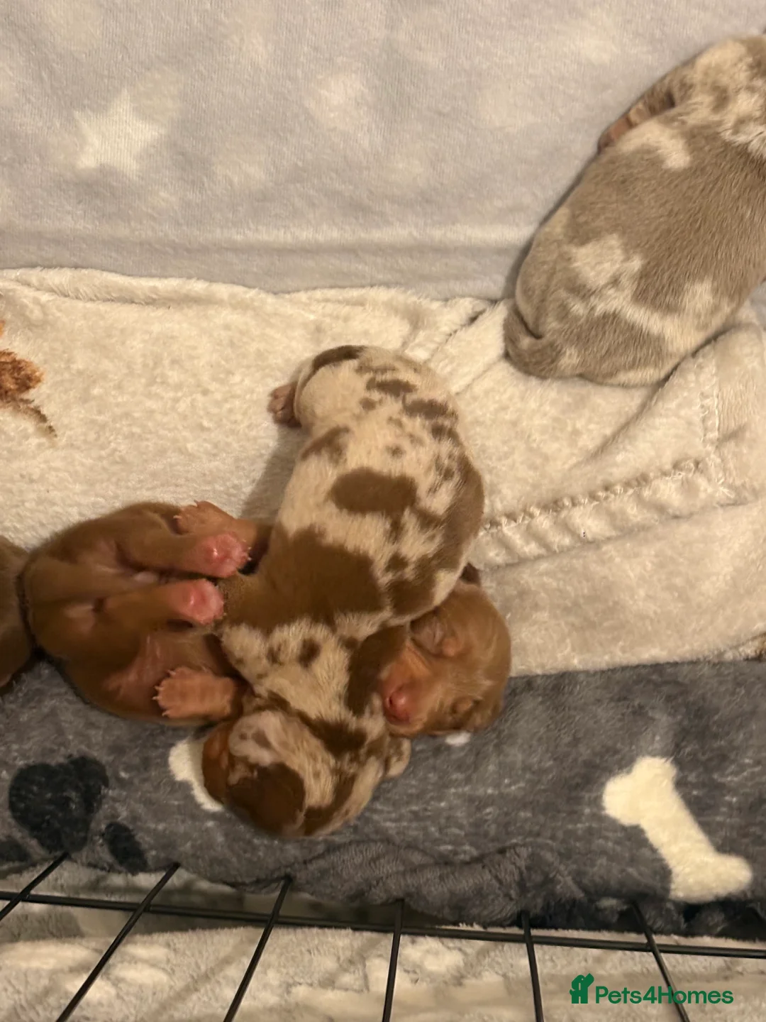 Miniature Dachshund dogs for sale: Miniature Dachshund Pups looking for Loving Homes - Advert 12