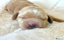 Cocker Spaniel dogs for sale: KC Reg Fully Health Tested Showline Cocker Spaniel - Image 27
