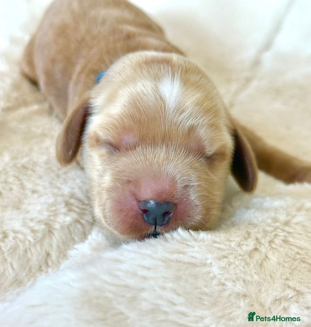 Cocker Spaniel dogs for sale: KC Reg Fully Health Tested Showline Cocker Spaniel - Image 27