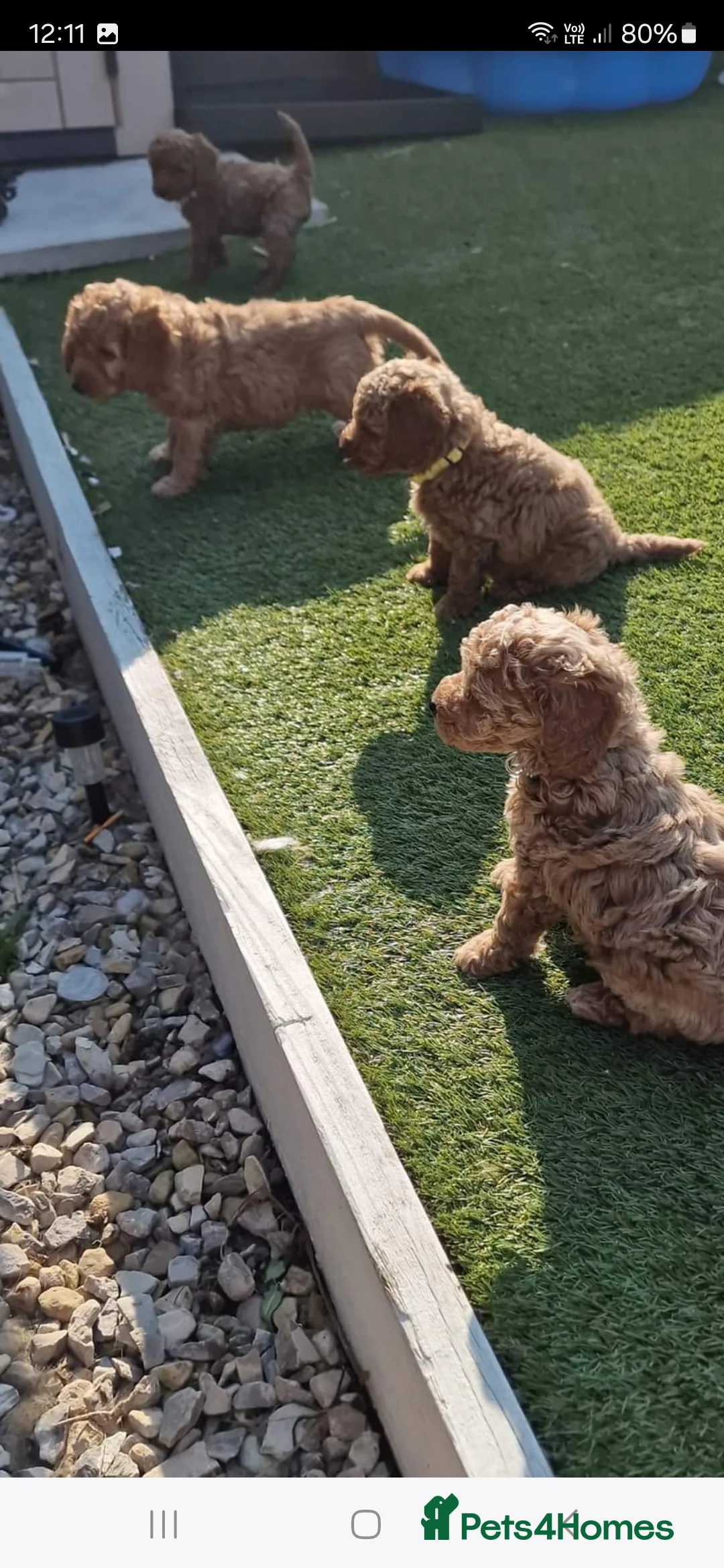 Toy Poodle dogs for stud: toy poodle short notice DNA clear PRA in Nottingham - Advert 13