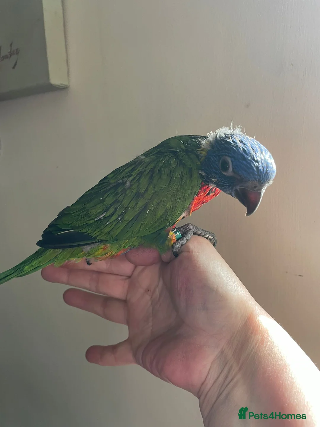 Lorikeets birds for sale: Hand reared Rainbow Lorikeets  - Advert 2