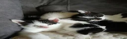 Mixed Breed cats for sale: Adorable cute kitten  - Advert 17