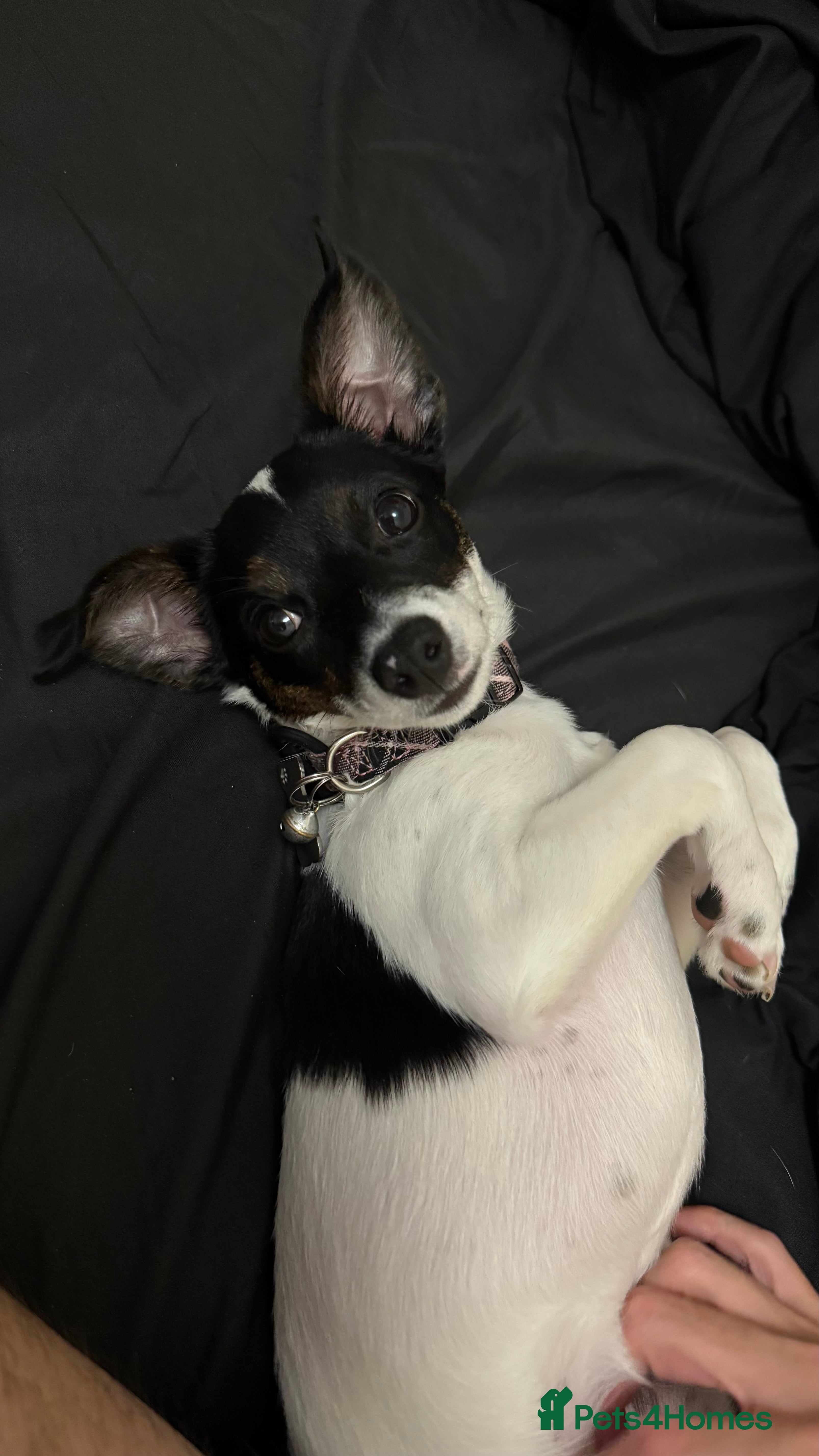 Jack Chi dogs Jack Chi Female 1 Yr Old - Spayed - Advert 2