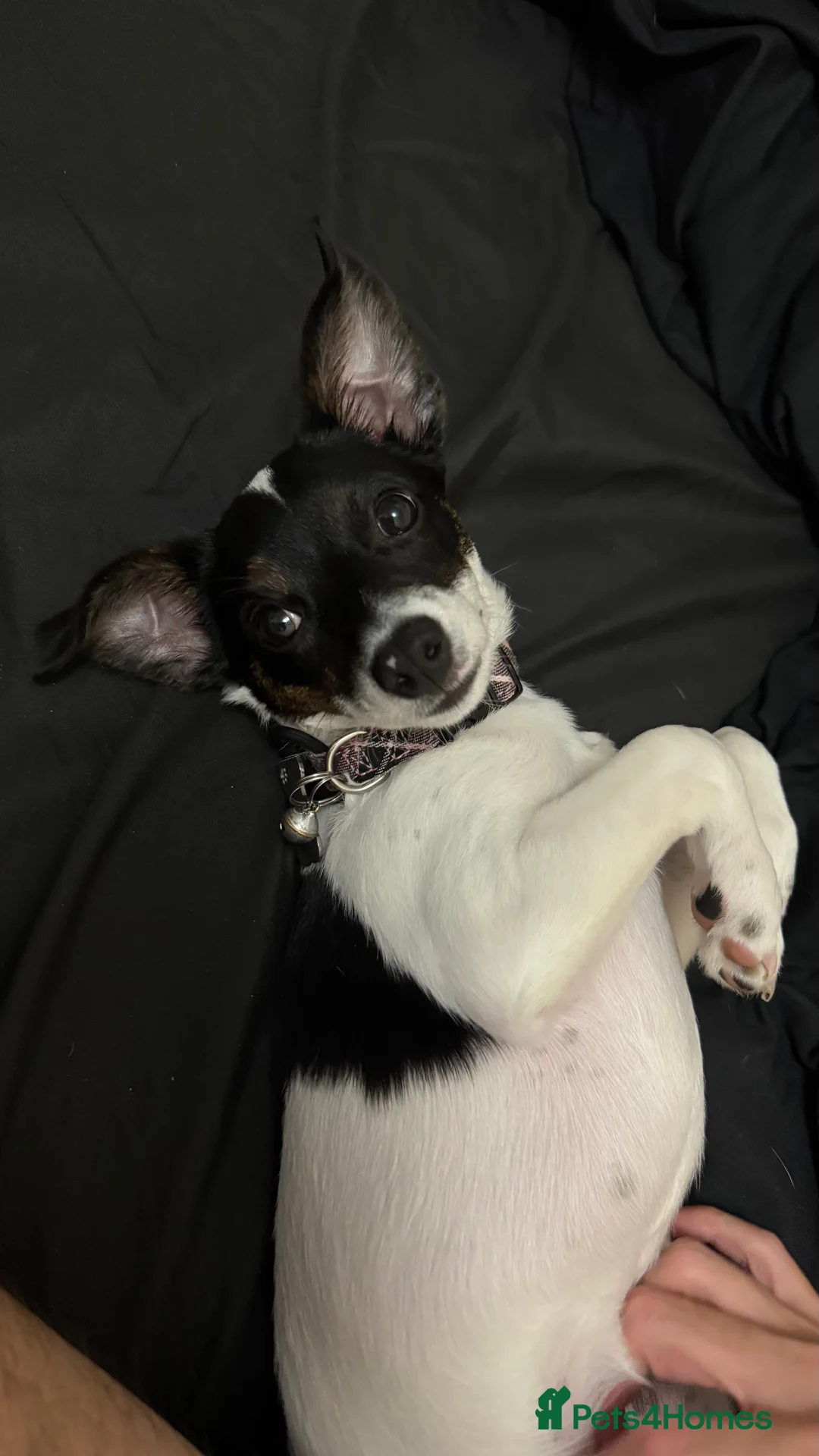 Jack Chi dogs for sale: Jack Chi Female 1 Yr Old - Spayed - Advert 1