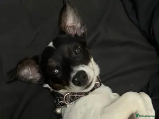 Jack Chi dogs Jack Chi Female 1 Yr Old - Spayed - Advert 2