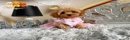 Maltipoo dogs for sale: Tiny teddy Maltipoo- from Asian teddy poodle dad - Advert 5