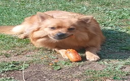 Mixed Breed dogs for sale: Pomeranian x Yorkshire Terrier - Image 2