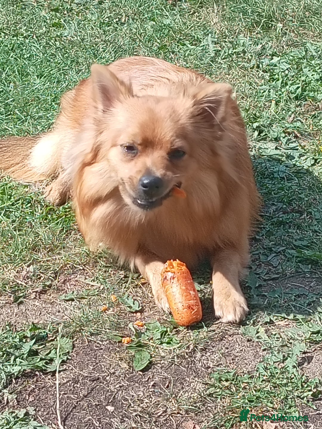 Mixed Breed dogs for sale: Pomeranian x Yorkshire Terrier - Image 2