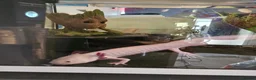 Axolotl reptiles for sale: Two axolotls and tank  in Bournemouth - Advert 4