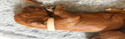 Cockapoo dogs for sale: 🐶💕 F1B COCKERPOO PUPPIES HAVE ARRIVED! 💕 - Advert 12