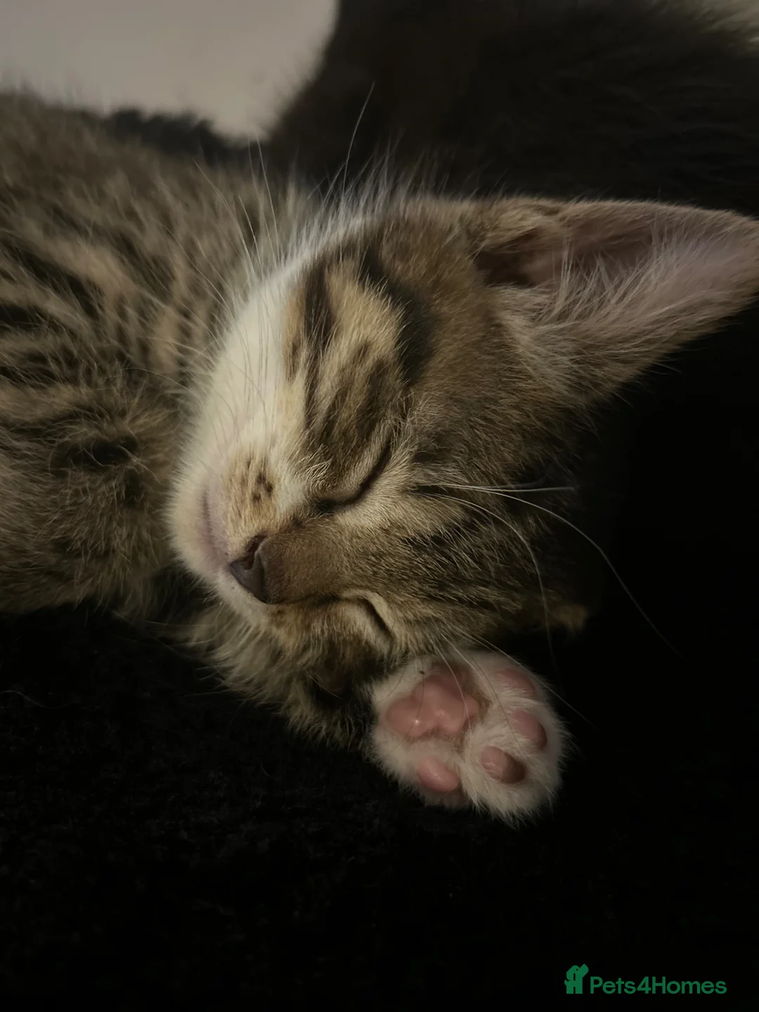 Mixed Breed cats for sale: Brother cats  - Advert 4